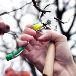 قیچی باغبونی فرانسوی اپینل سرمه ای ۴